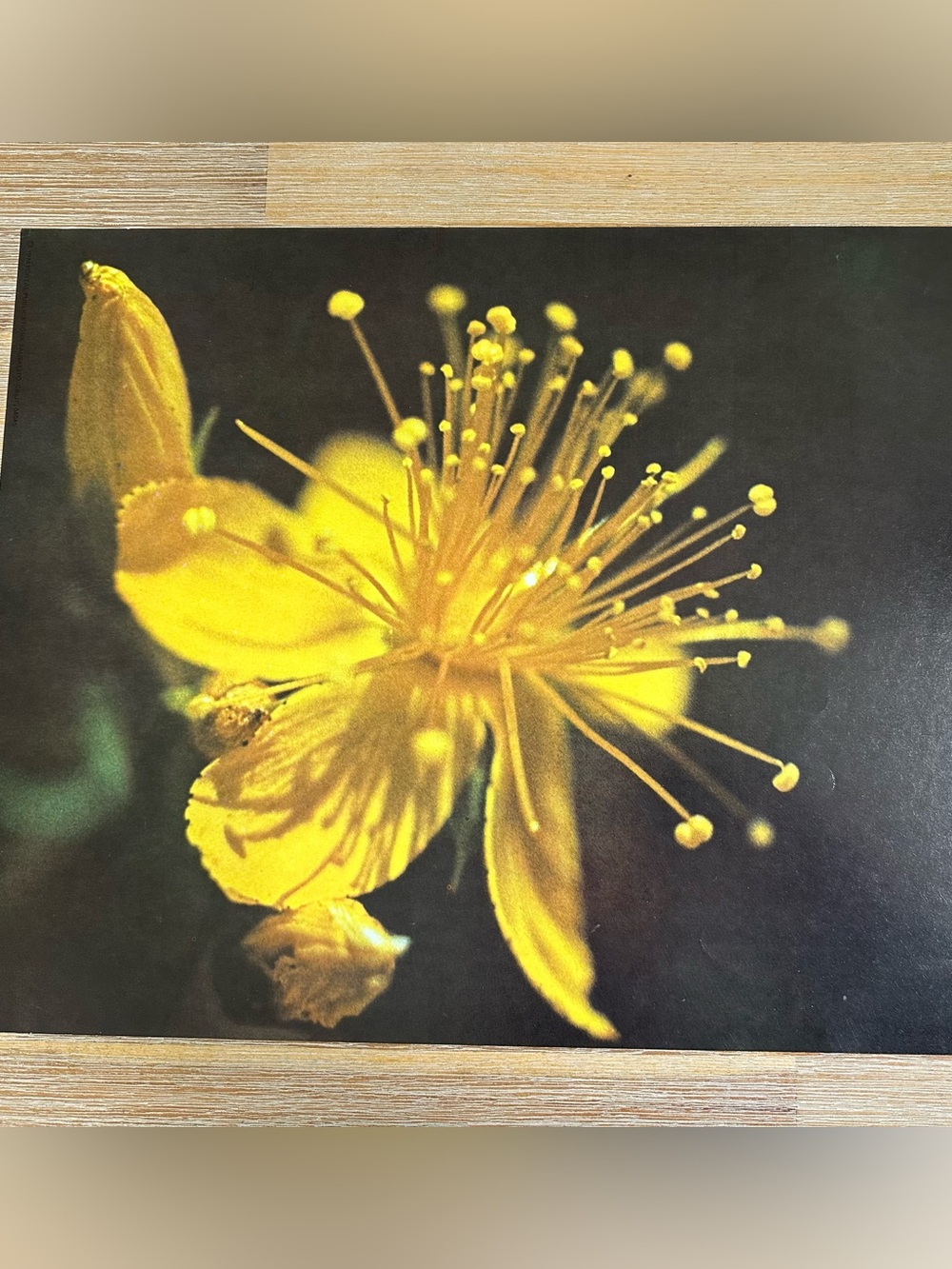 Vintage Fine Art Botanical Poster – Dramatic Yellow Flower Macro Print
